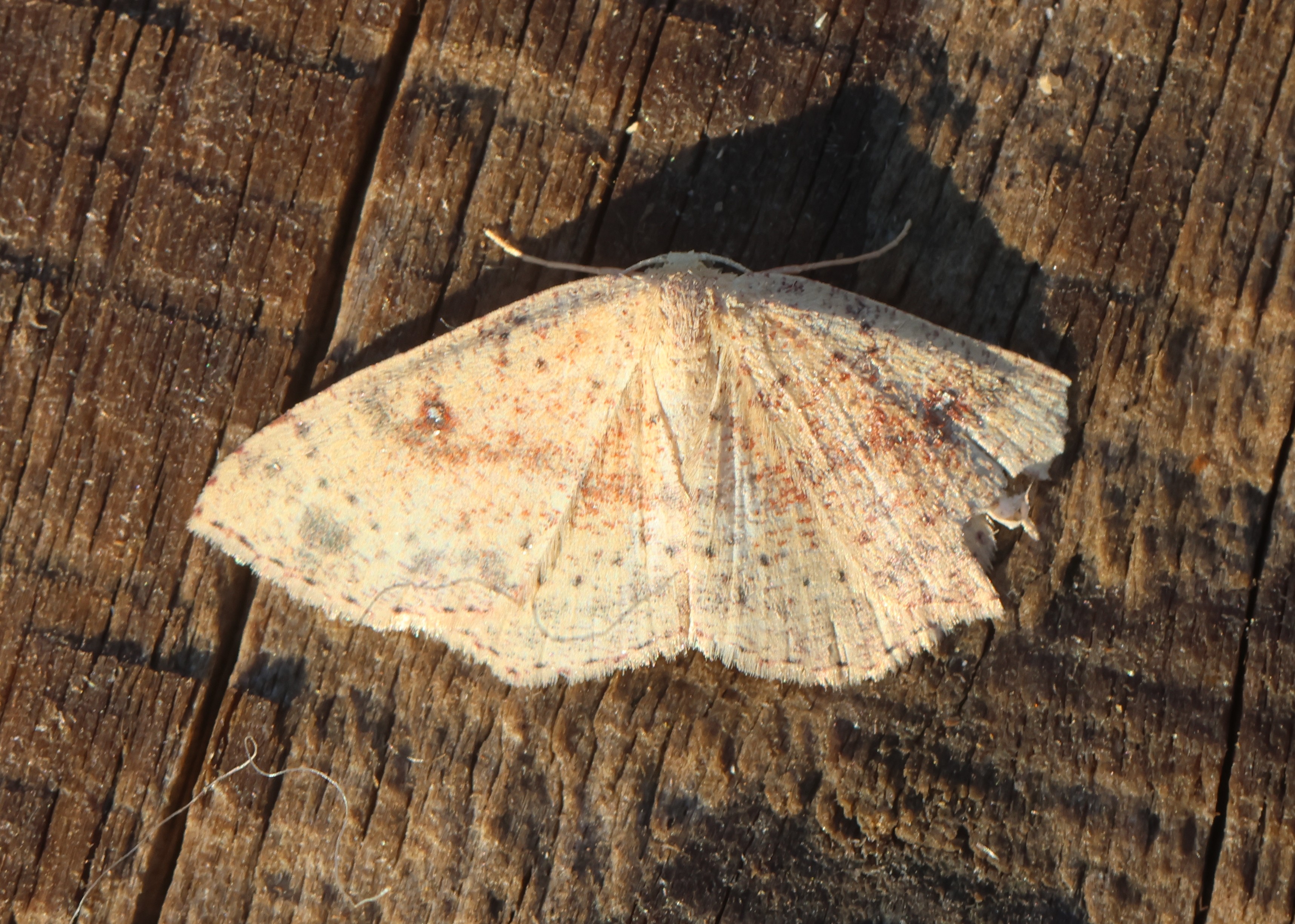 Photo of False Mocha (Cyclophora porata)